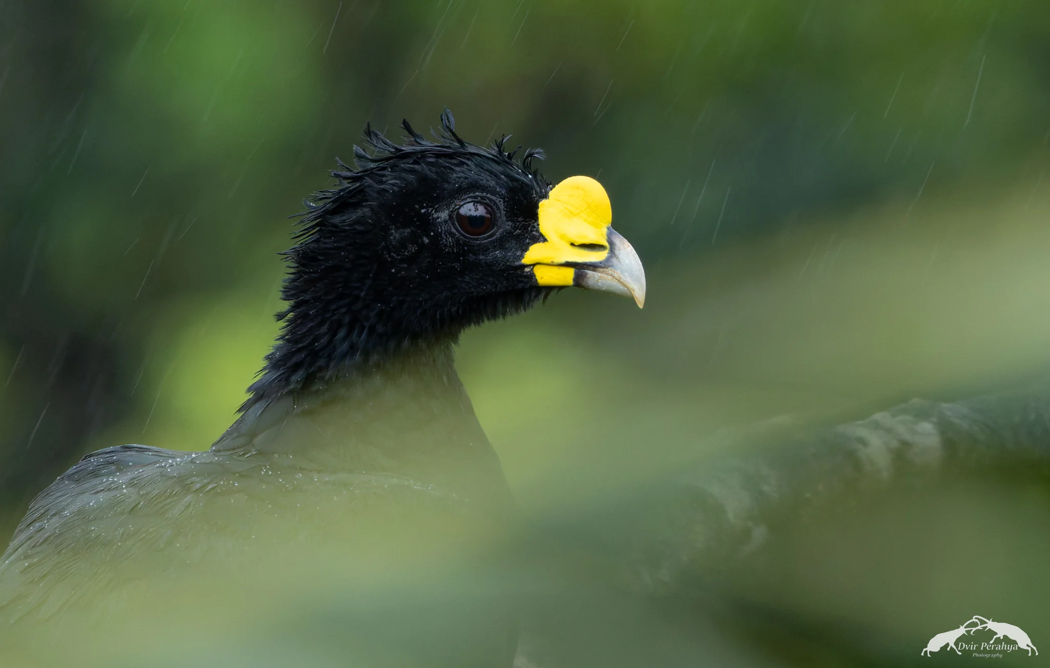 Great Curassow, Costa Rica Rainforest